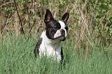 BOSTON TERRIER 170